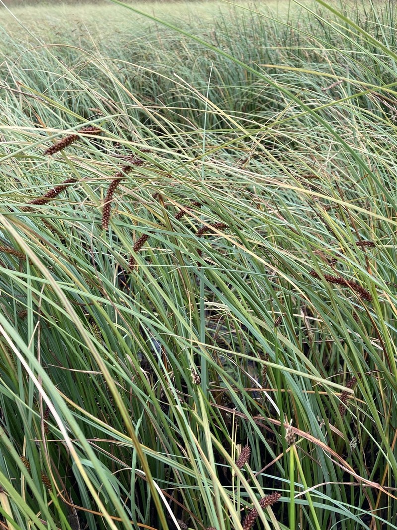Beaked Sedge photo 7
