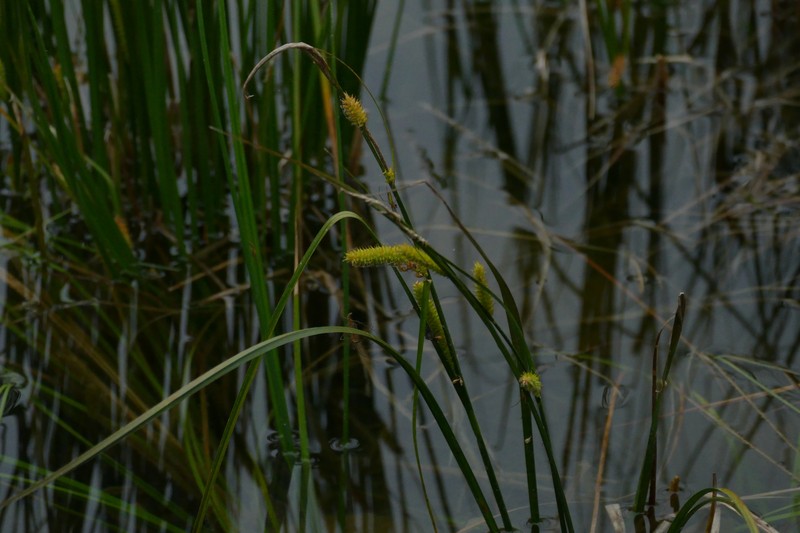 Sedge