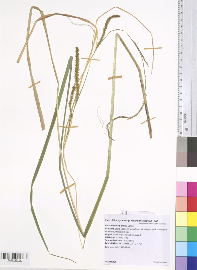 Sedge photo 3
