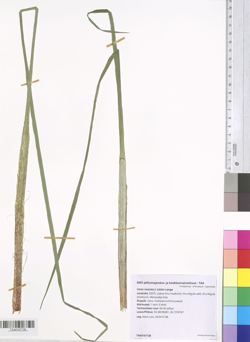 Sedge photo 4