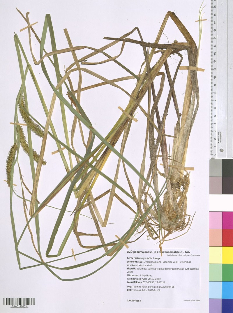 Sedge photo 5