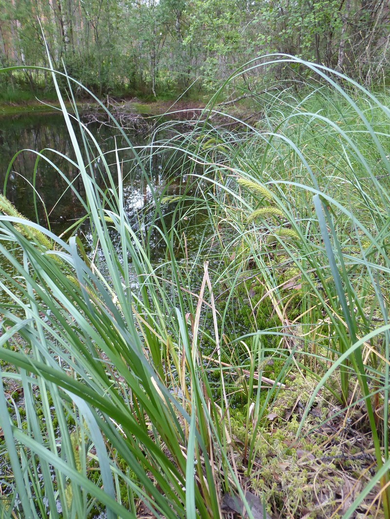 Sedge photo 6