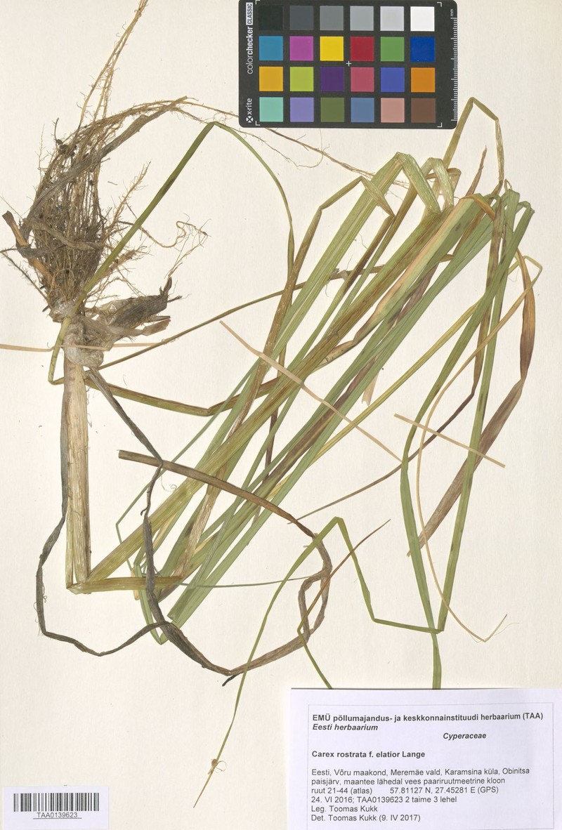 Sedge photo 7