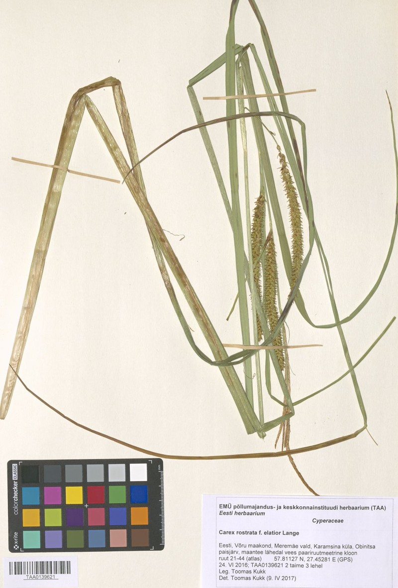 Sedge photo 8