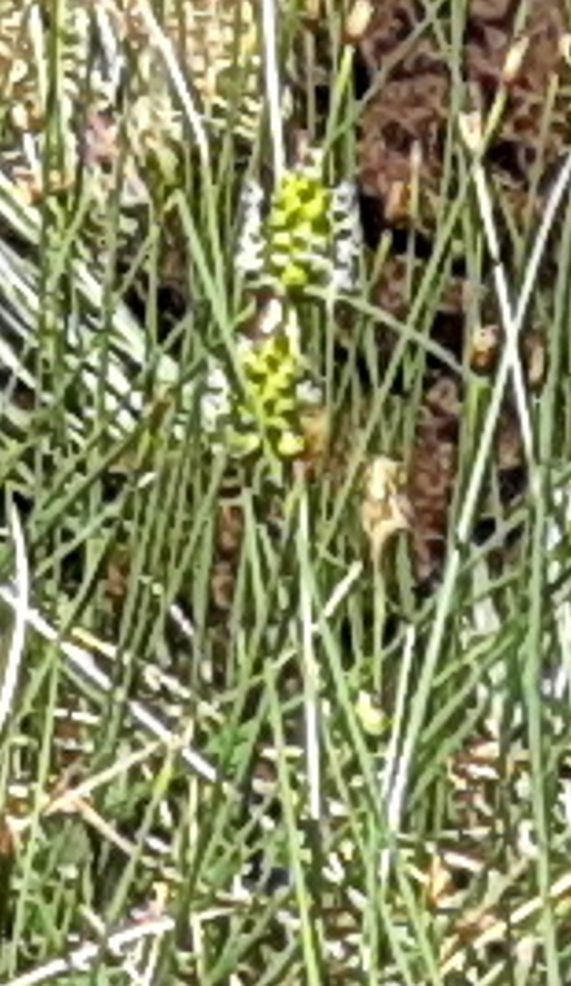 Round Sedge