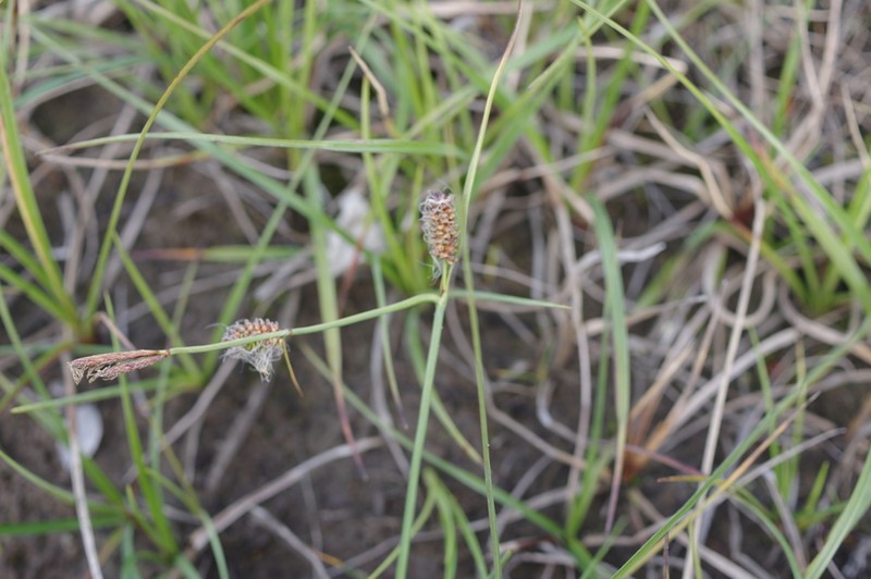 Round Sedge photo 2