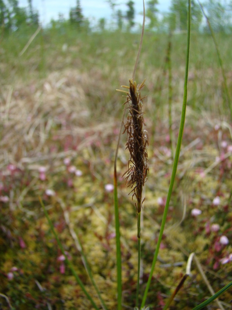 Round Sedge photo 3