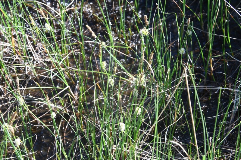 Round Sedge photo 4
