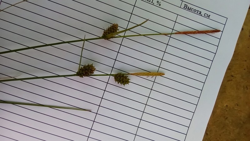 Round Sedge photo 5