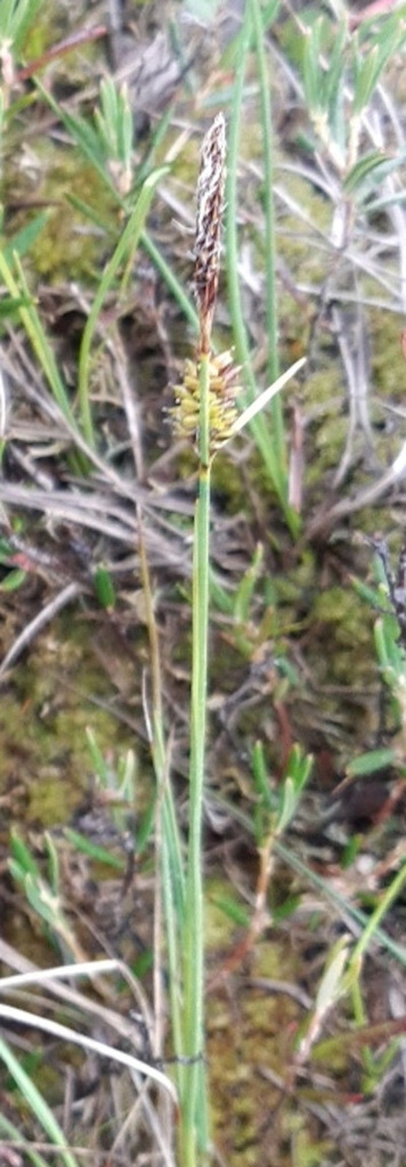 Round Sedge photo 6
