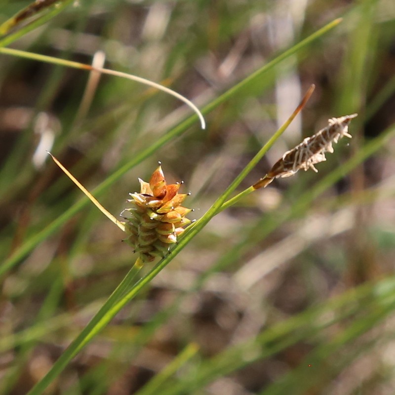 Round Sedge photo 7
