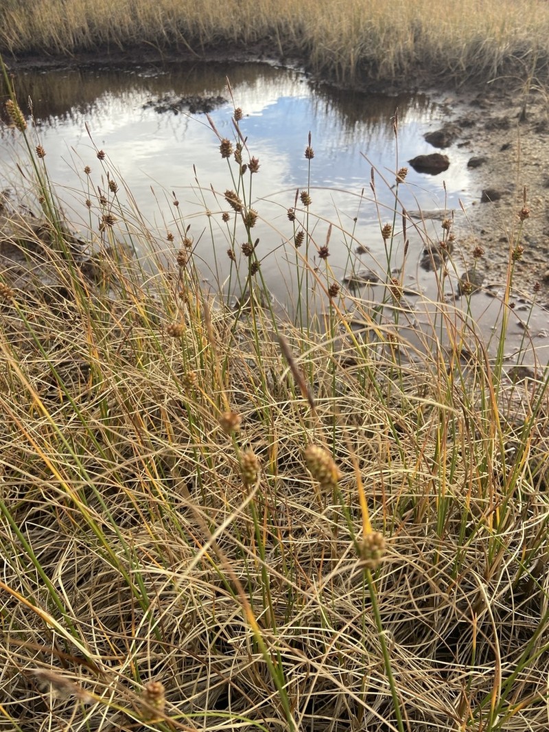 Round Sedge photo 8