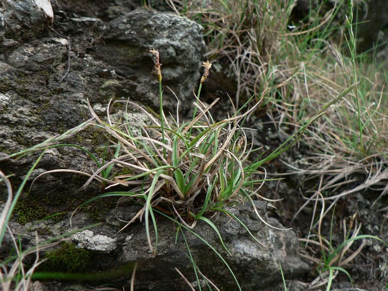 Curly Sedge