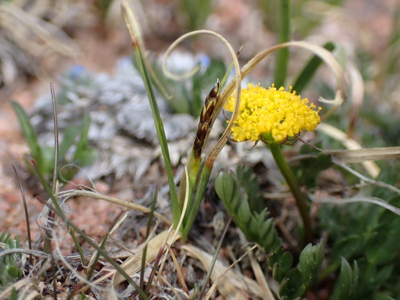 Curly Sedge photo 2