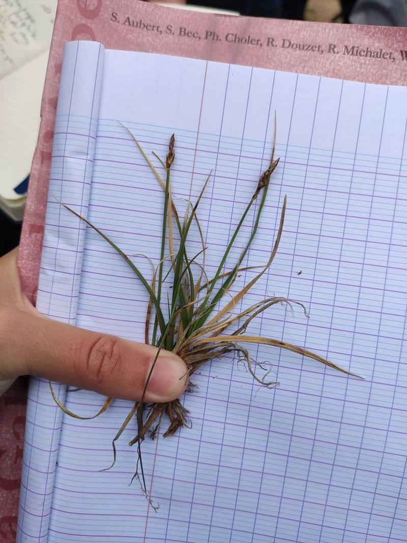 Curly Sedge photo 3