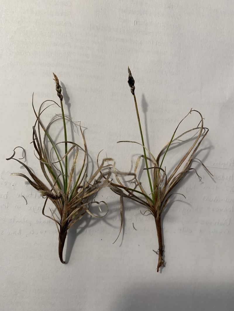 Curly Sedge photo 4