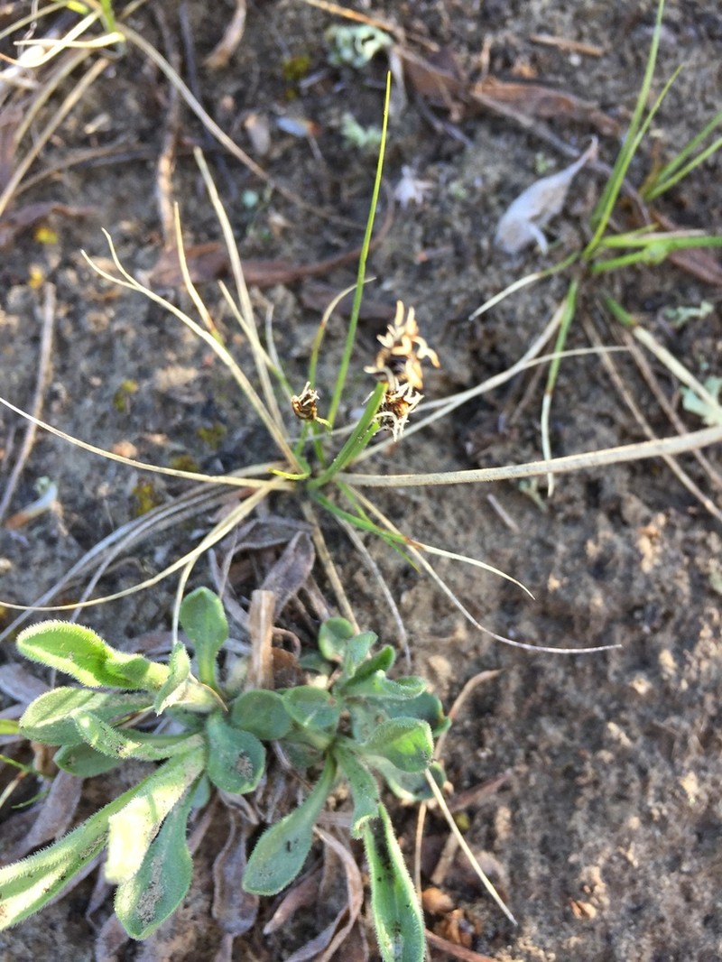 Curly Sedge photo 5