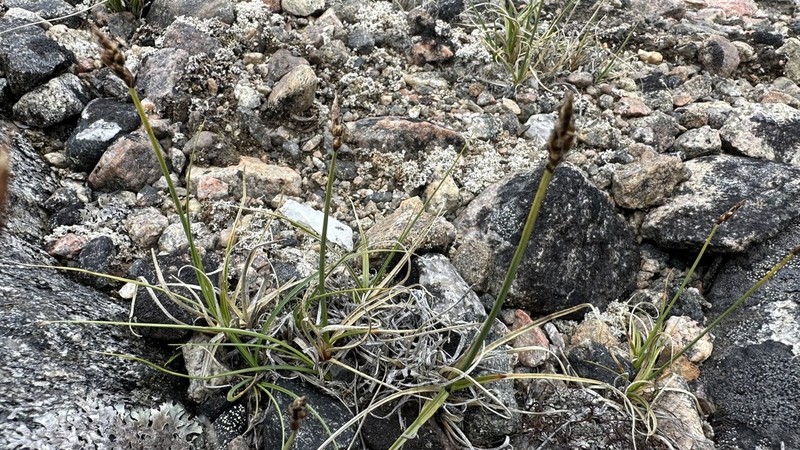 Curly Sedge photo 6