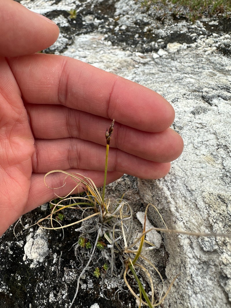 Curly Sedge photo 7