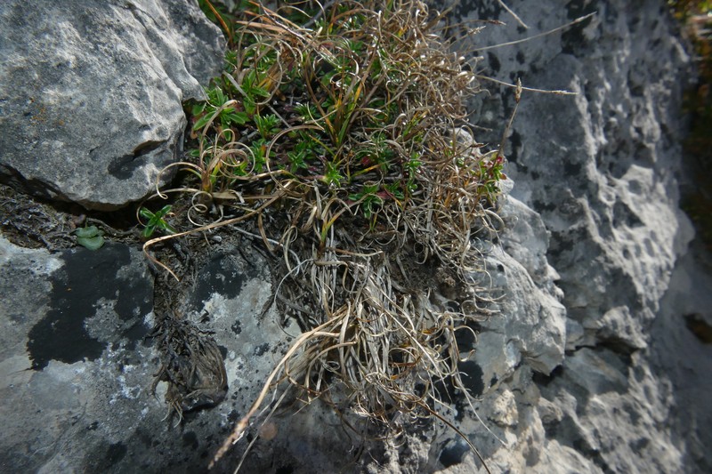 Carex rupestris subsp. rupestris