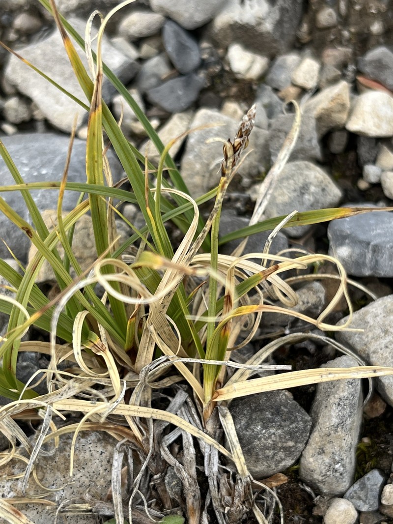 Carex rupestris subsp. rupestris photo 2