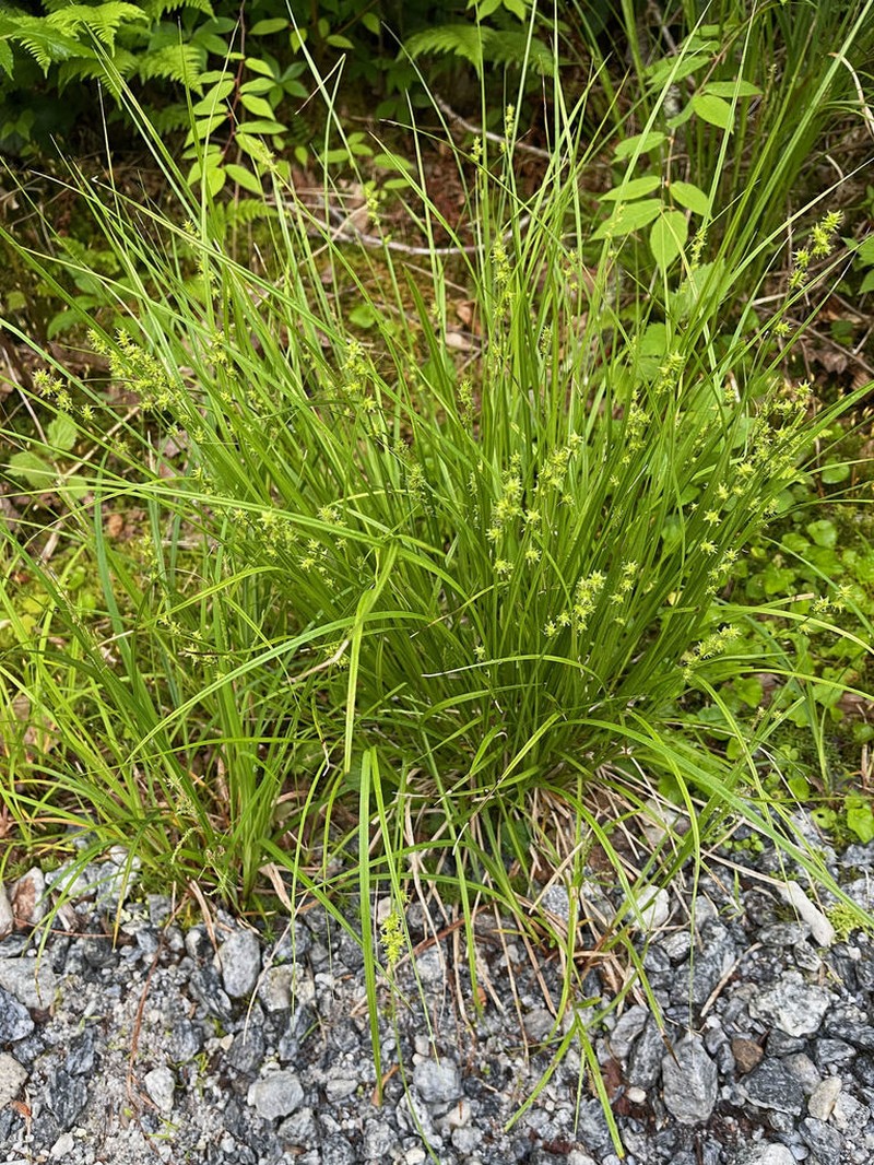 Ruth's Sedge photo 3