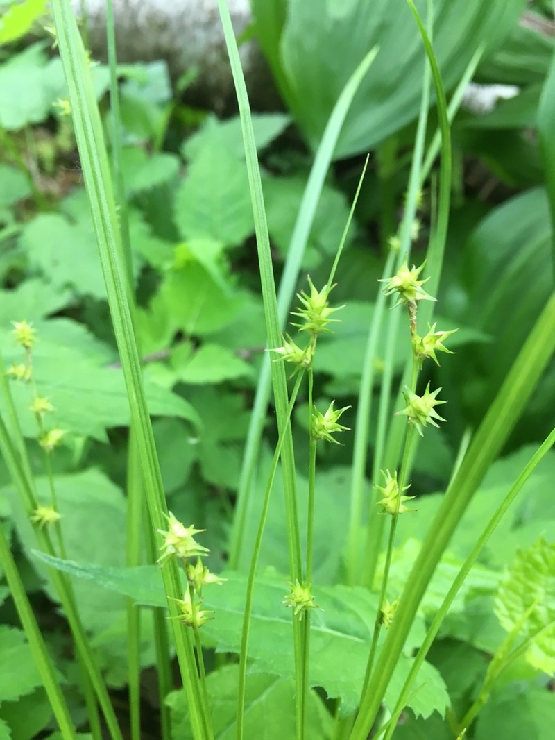 Ruth's Sedge photo 4