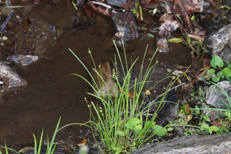 Ruth's Sedge photo 5