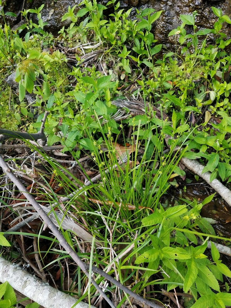 Ruth's Sedge photo 6