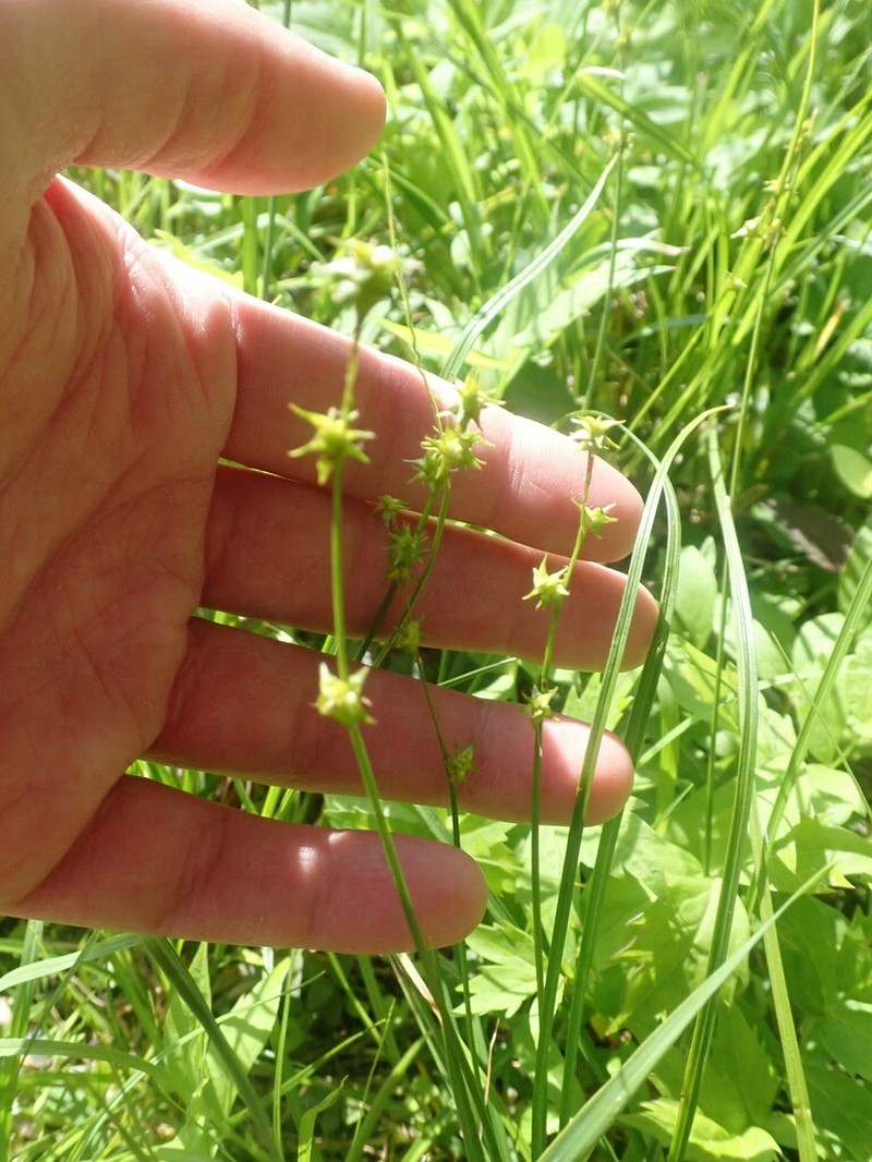 Ruth's Sedge photo 7