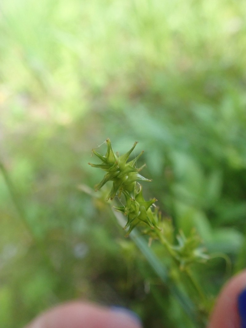 Ruth's Sedge photo 8