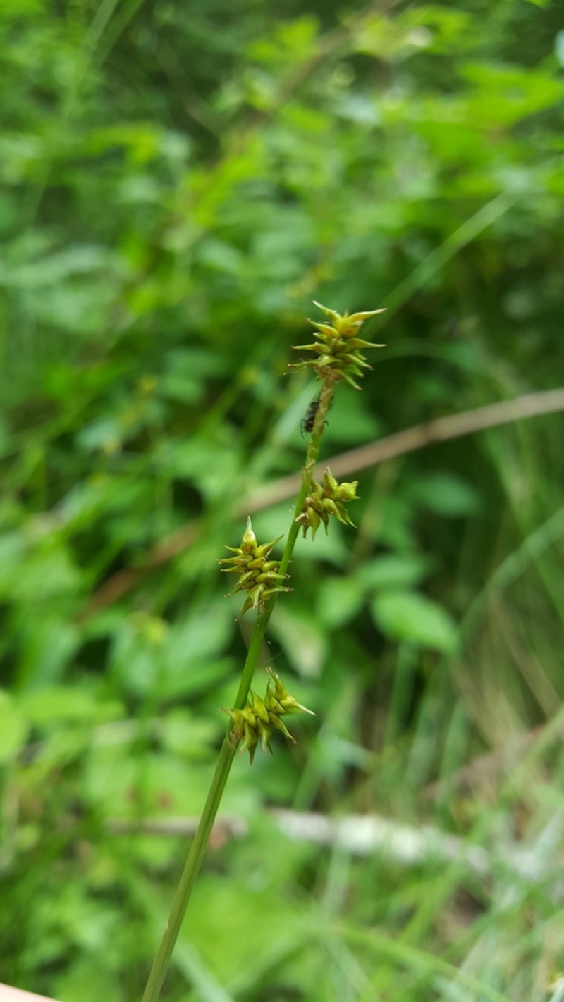 Ruth's Sedge photo 9