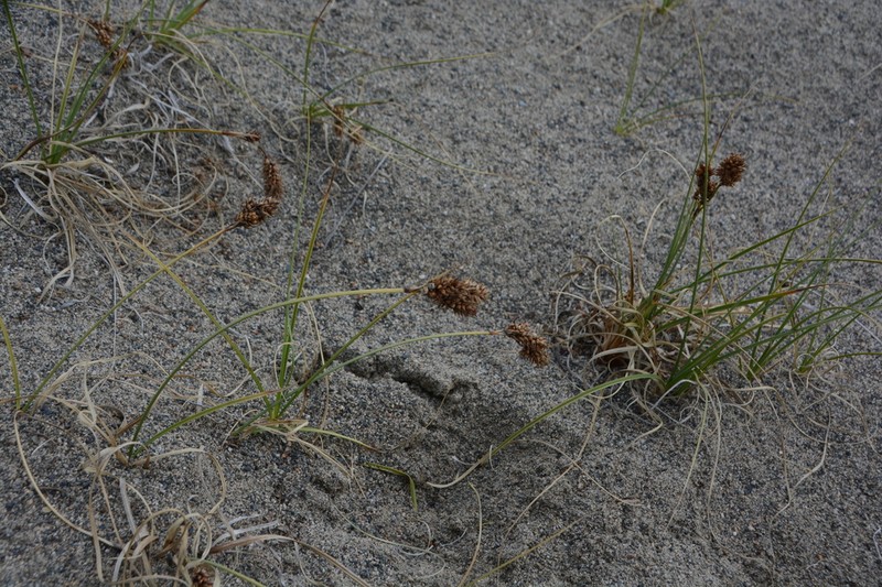 Baikal Sedge