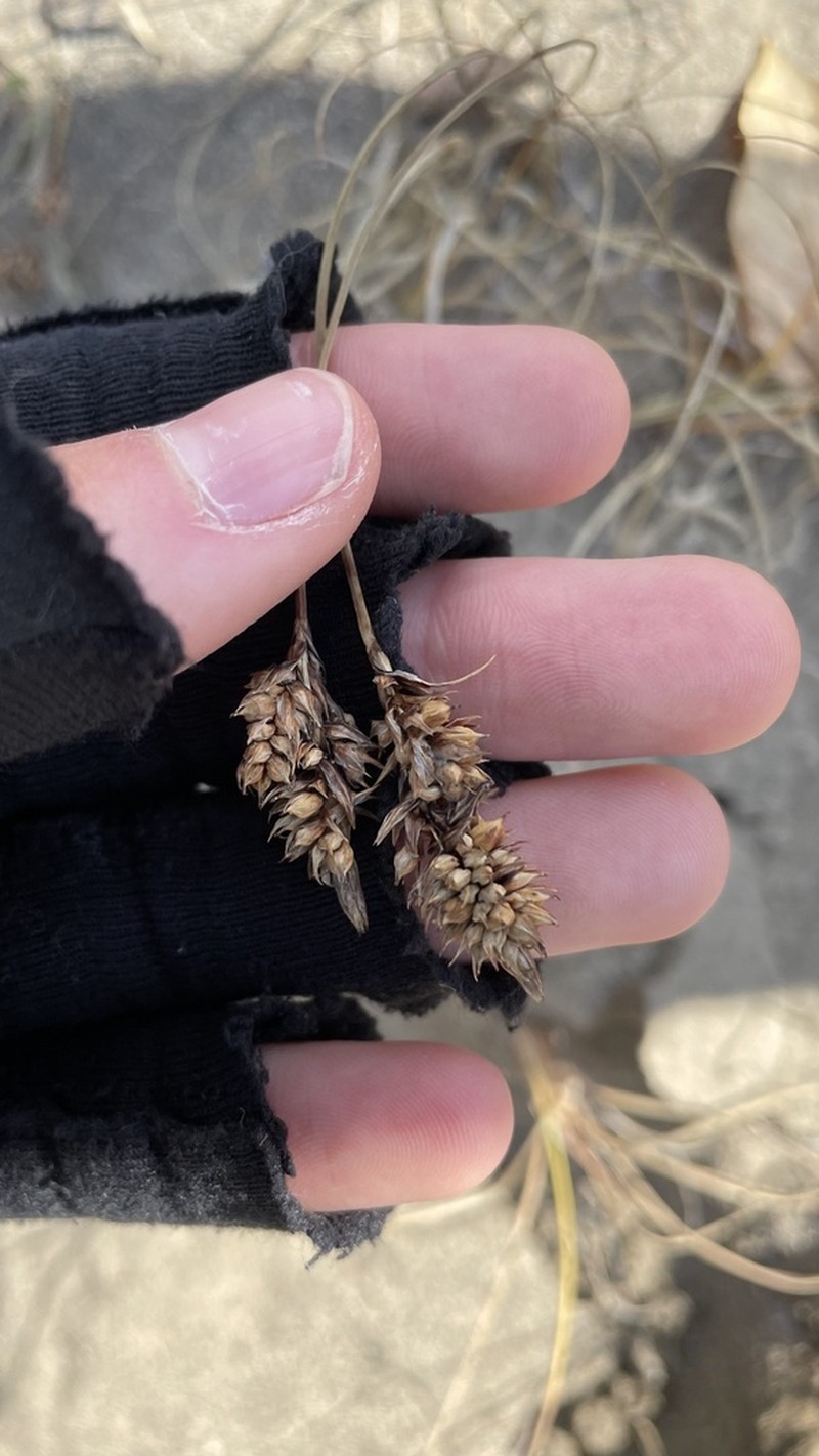 Baikal Sedge photo 2
