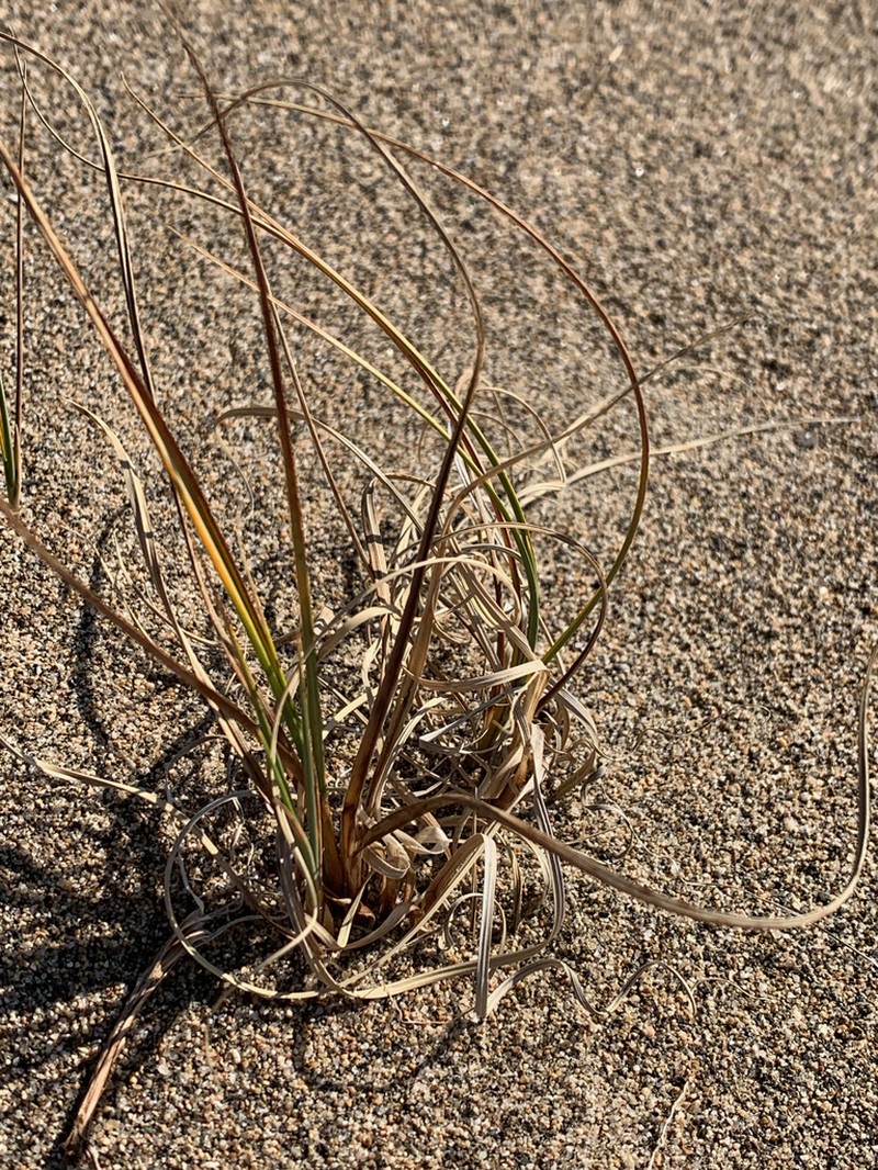 Baikal Sedge photo 3
