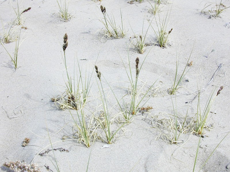 Baikal Sedge photo 4