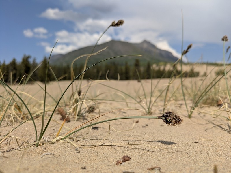Baikal Sedge photo 5