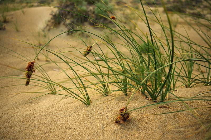 Baikal Sedge photo 6