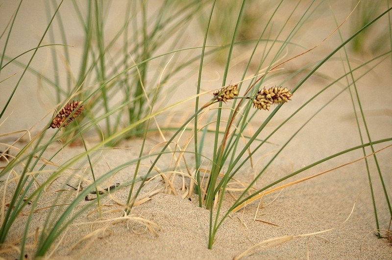 Baikal Sedge photo 7