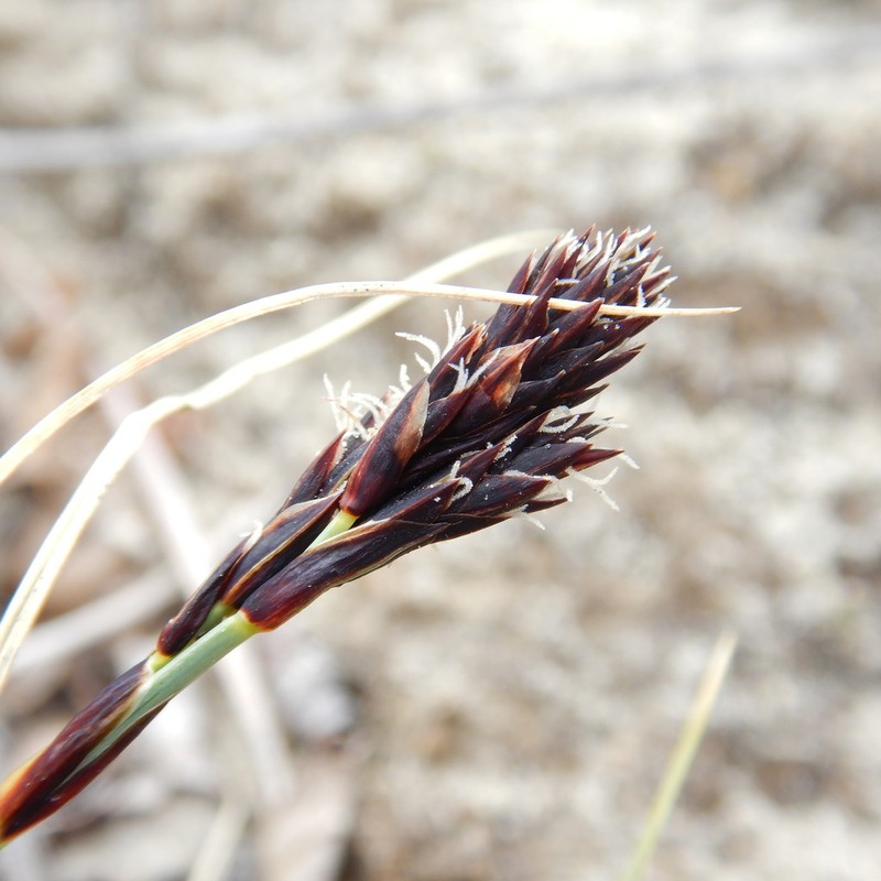 Baikal Sedge photo 8