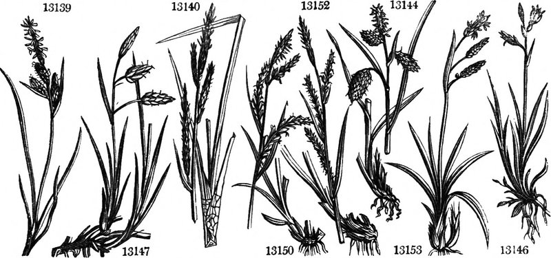 Saltmarsh Sedge photo 2