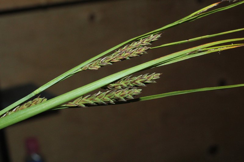 Saltmarsh Sedge photo 4