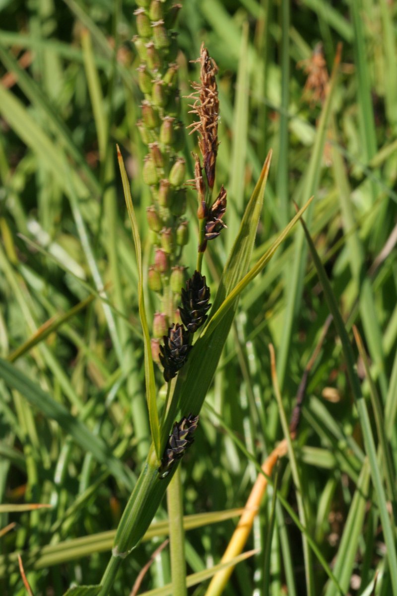 Saltmarsh Sedge