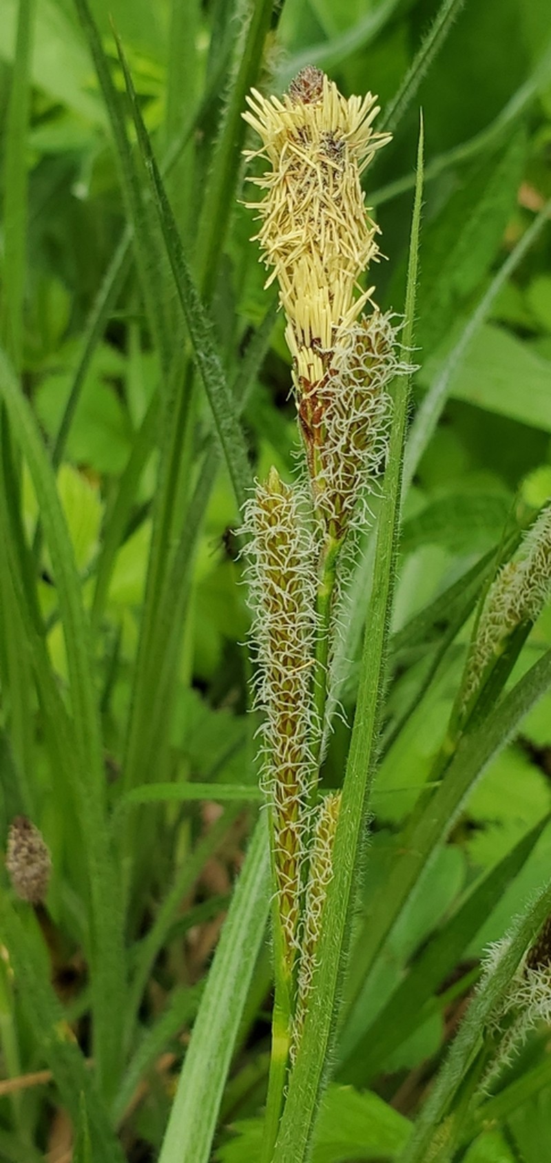Yosemite Sedge