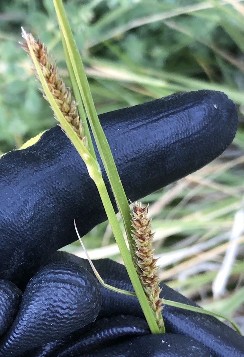 Yosemite Sedge photo 2