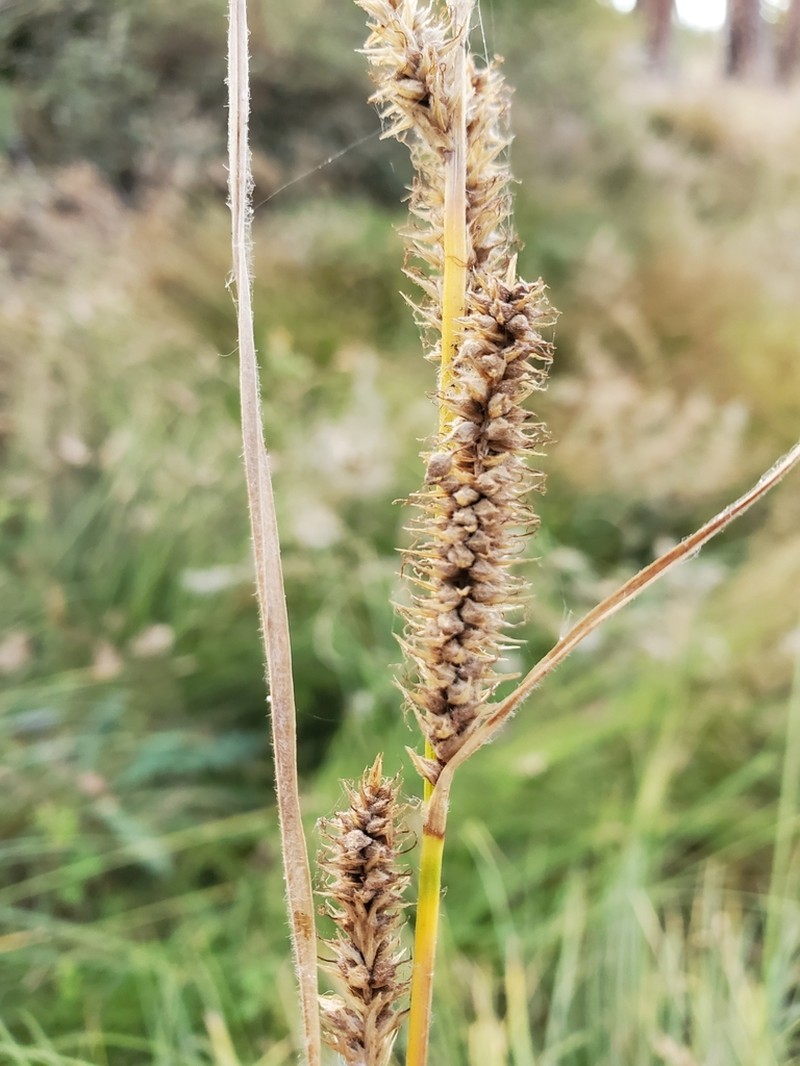 Yosemite Sedge photo 3