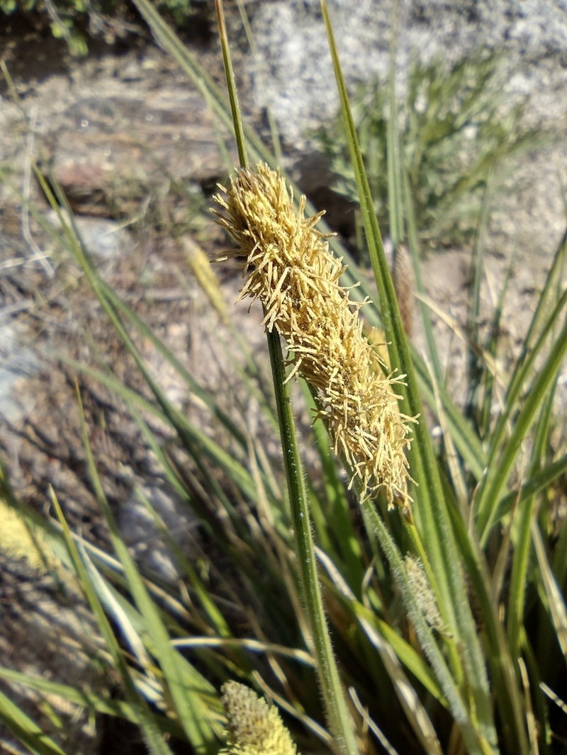 Yosemite Sedge photo 4