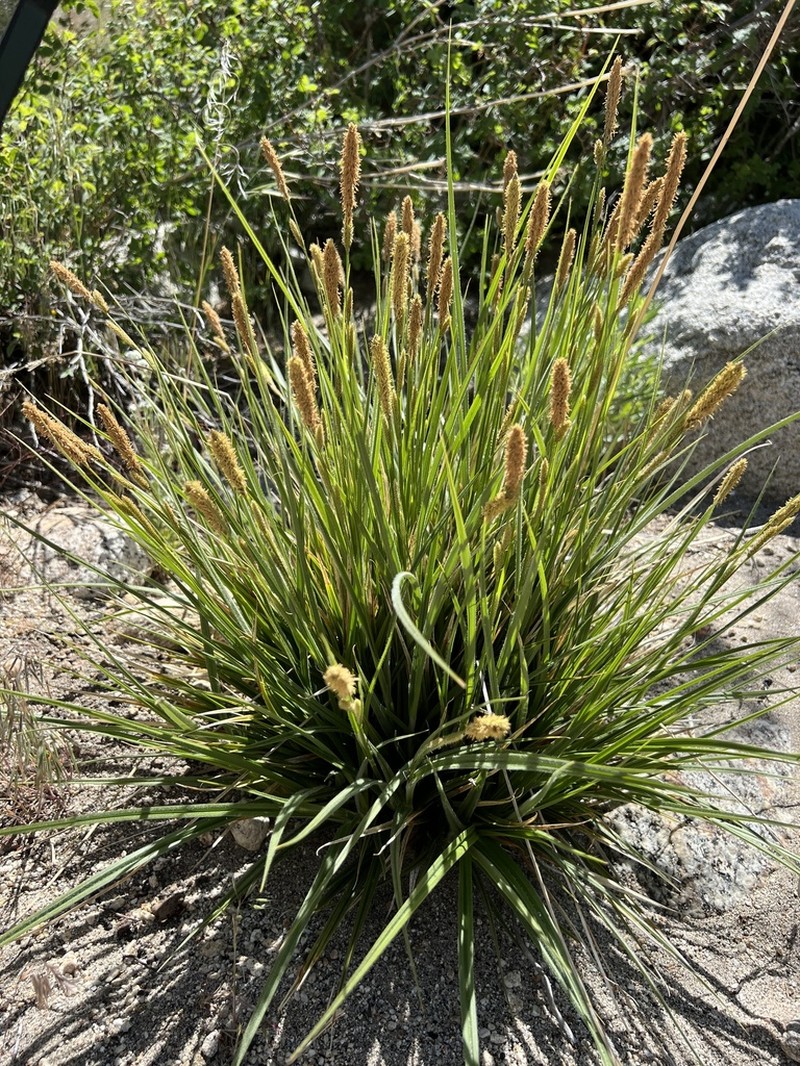 Yosemite Sedge photo 5