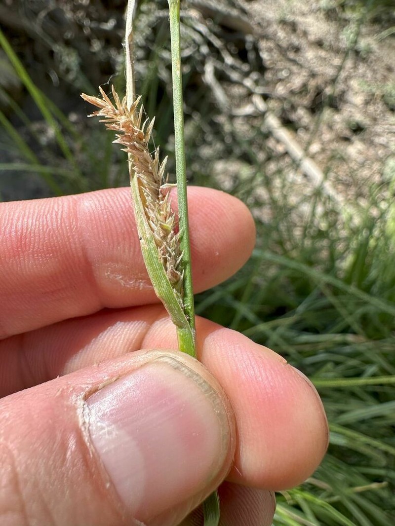 Yosemite Sedge photo 7