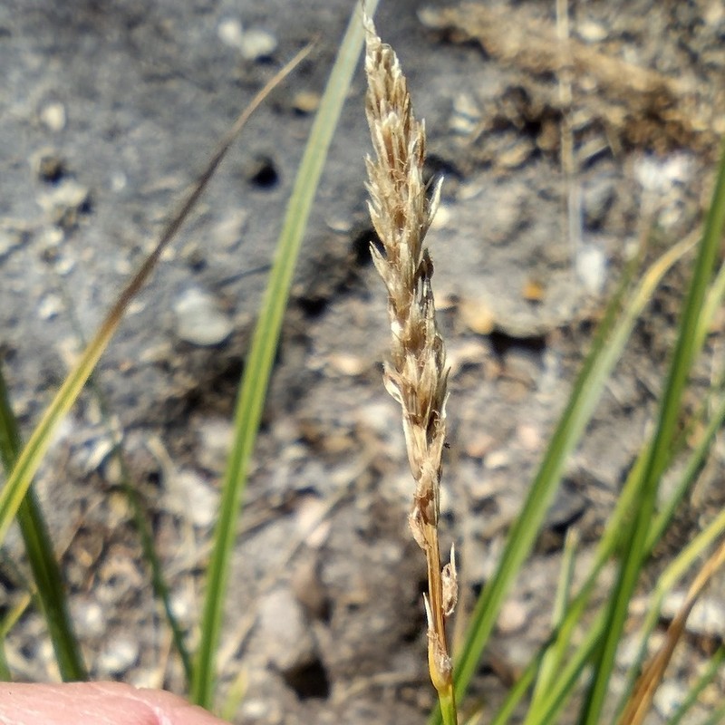 Yosemite Sedge photo 8